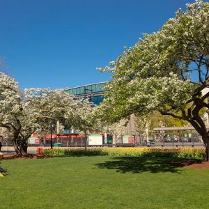 Northeastern University Student